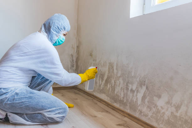 Licensed Mold Remediation service in Dayton, NJ - WQB Mold Removal