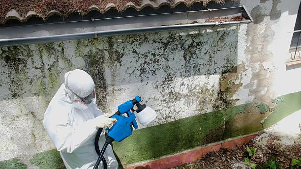 Top rated local Mold Remediation specialists in Dayton, NJ